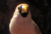 Masked Finch (Poephila personata)
